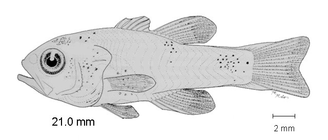 Apogon retrosella