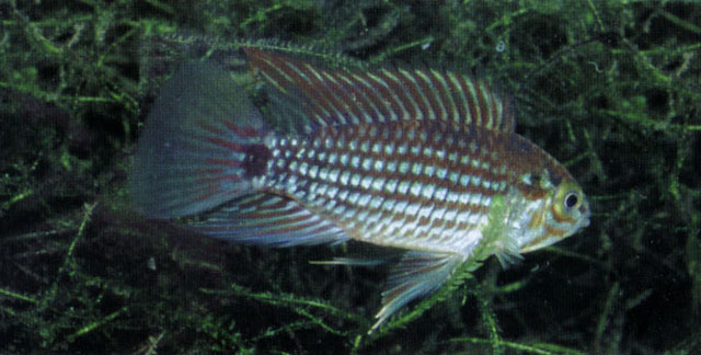 Apistogramma rubrolineata