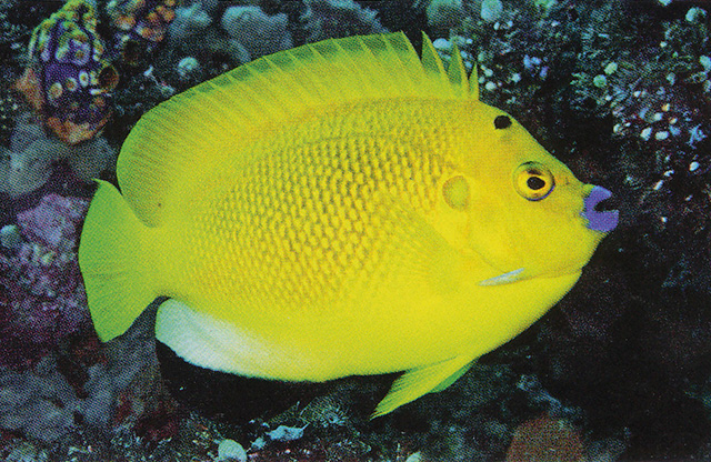 Apolemichthys trimaculatus