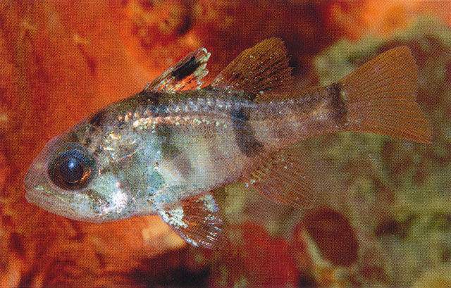 Apogonichthyoides umbratilis