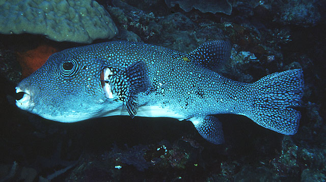 Arothron caeruleopunctatus