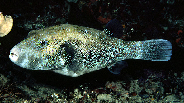 Arothron caeruleopunctatus