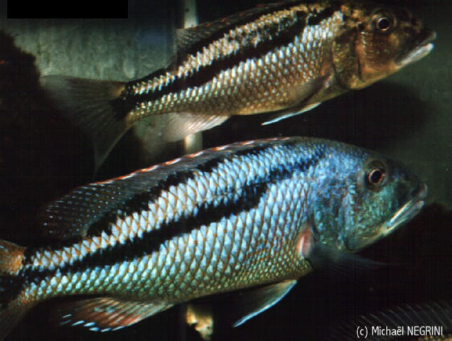 Aristochromis christyi