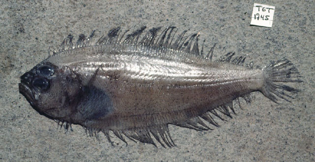 Arnoglossus debilis