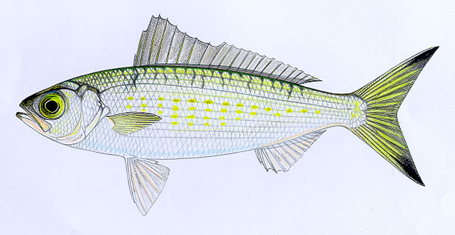 Arripis georgiana