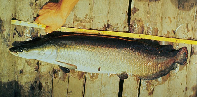 Arapaima gigas