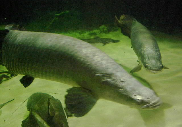 Arapaima gigas