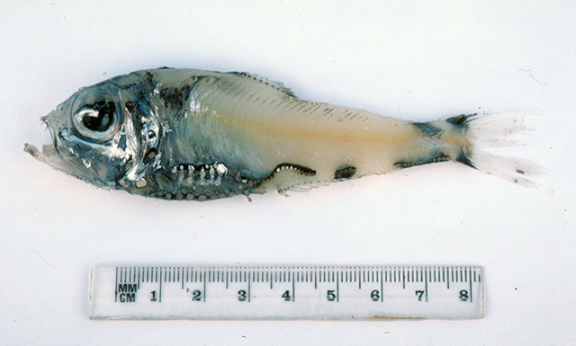 Argyripnus iridescens