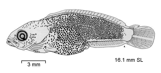 Artedidraco mirus