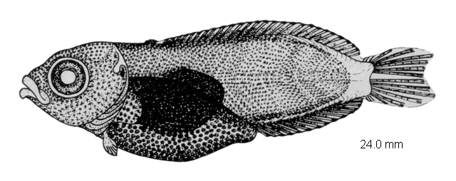 Artedidraco mirus