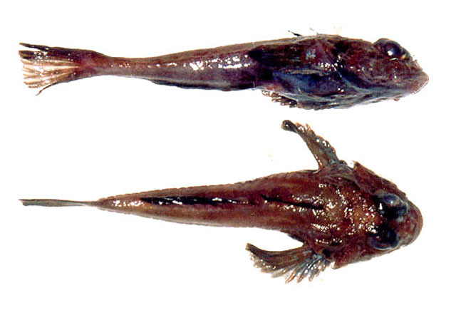 Artediellichthys nigripinnis