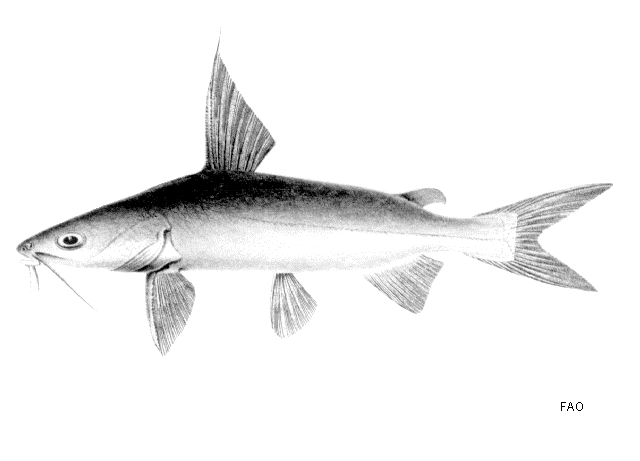 Arius utik