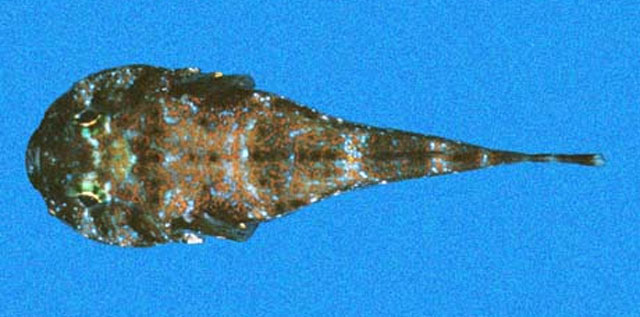 Arcos rhodospilus