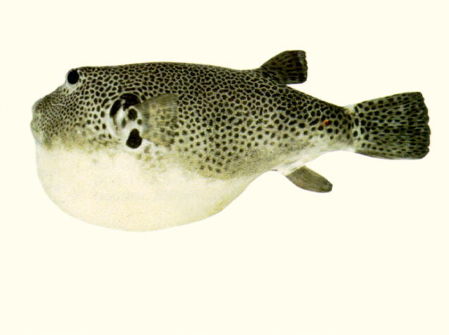 Arothron stellatus