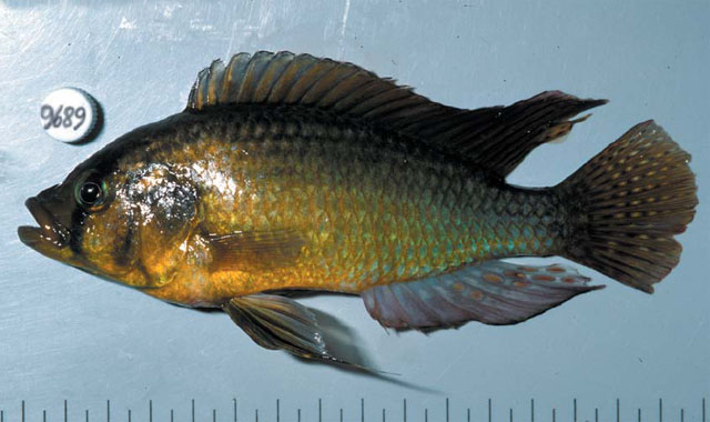 Astatoreochromis alluaudi