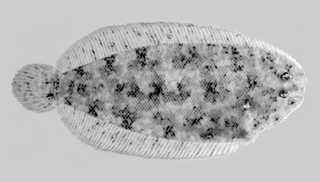 Aseraggodes auroculus