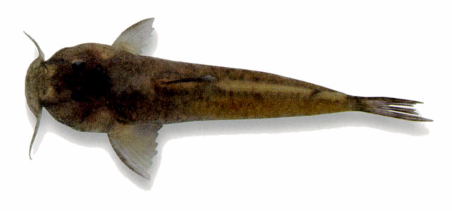 Astroblepus frenatus