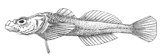 Asprocottus herzensteini