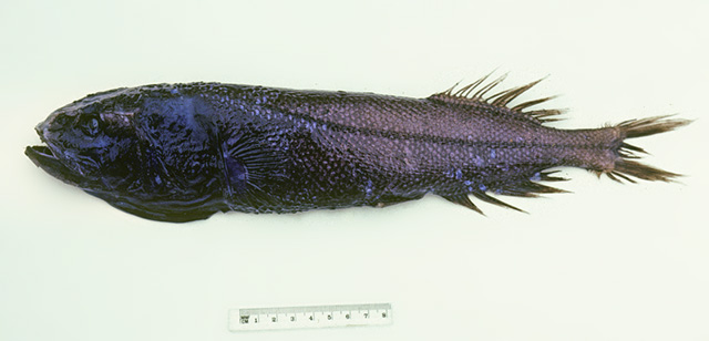 Asquamiceps hjorti