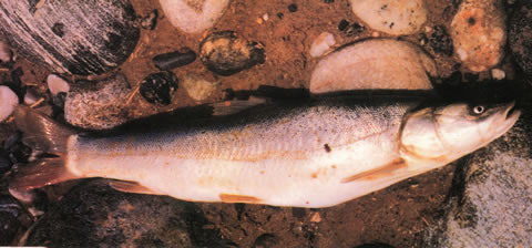 Aspiorhynchus laticeps