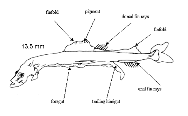 Astronesthes martensii