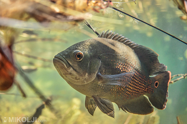 Astronotus mikoljii