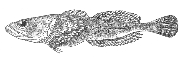 Asprocottus pulcher