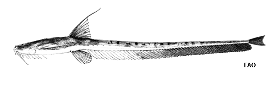 Aspredinichthys tibicen