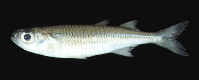 Atherinomorus forskalii