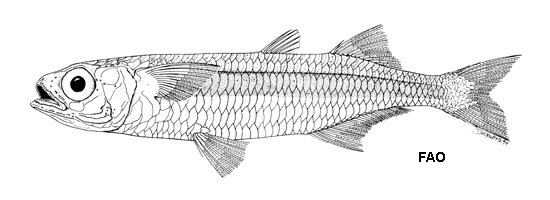 Atherinomorus insularum