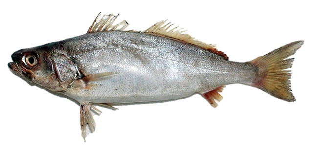 Atractoscion microlepis