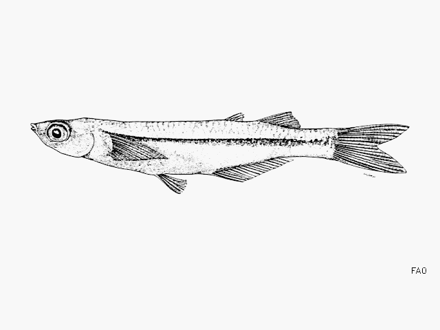 Atherinella serrivomer