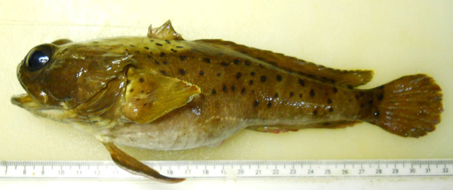 Austrobatrachus iselesele