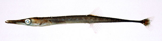 Aulichthys japonicus