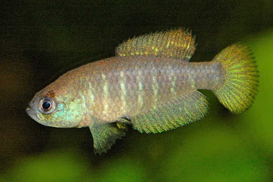 Matilebias paucisquama