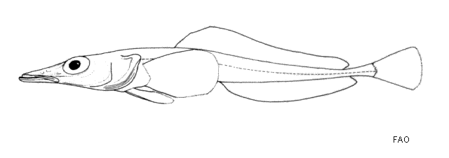 Bathydraco antarcticus