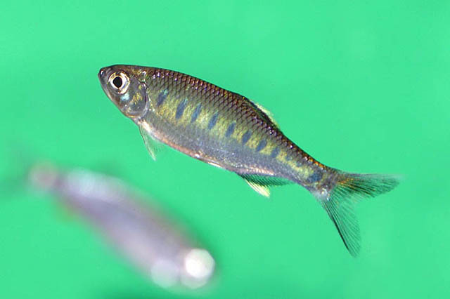 Babak_u0.jpg