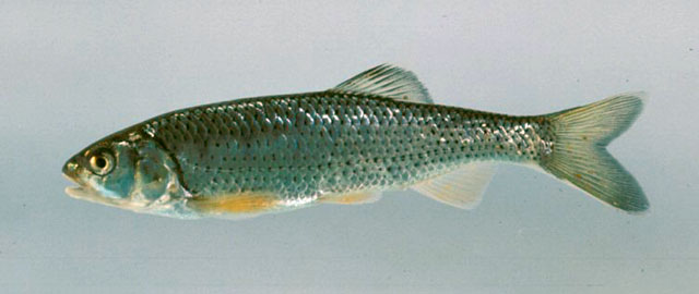 Opsarius bendelisis