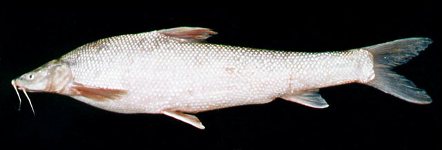 Luciobarbus brachycephalus