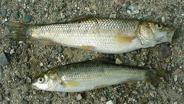 Luciobarbus callensis