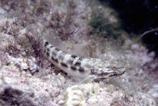 Bathygobius casamancus