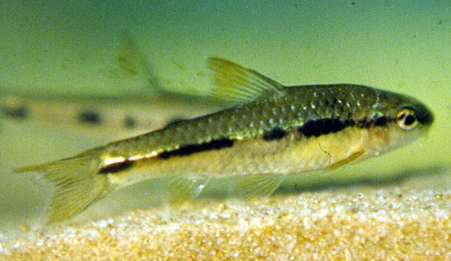 Enteromius catenarius