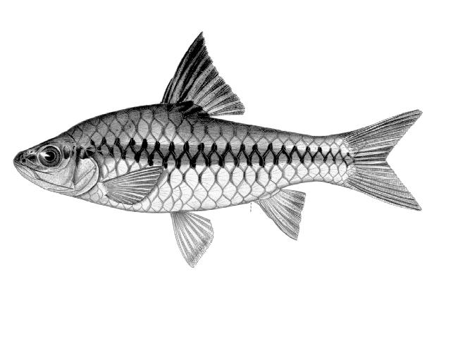 Enteromius chiumbeensis