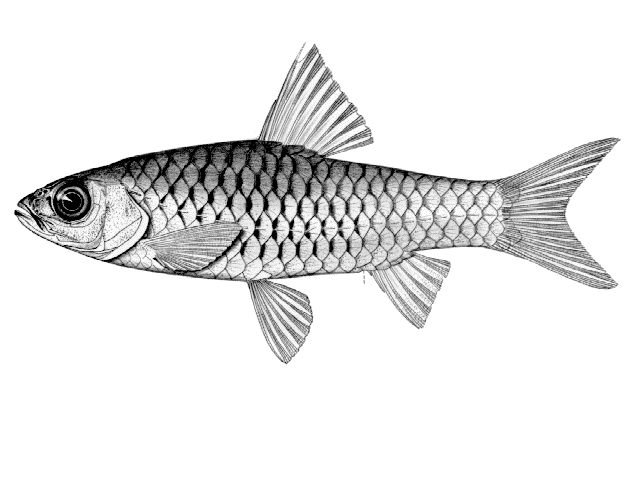 Enteromius chicapaensis