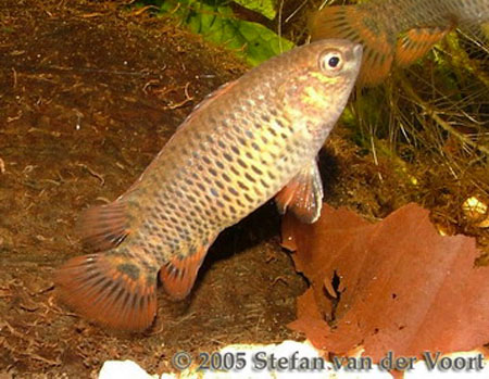 Badis corycaeus