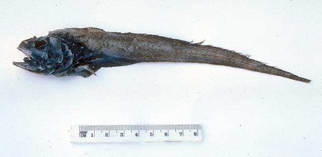 Bathygadus cottoides