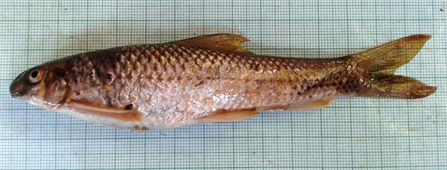 Crossocheilus diplochilus