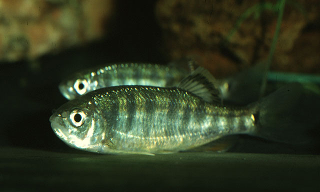 Opsarius dogarsinghi