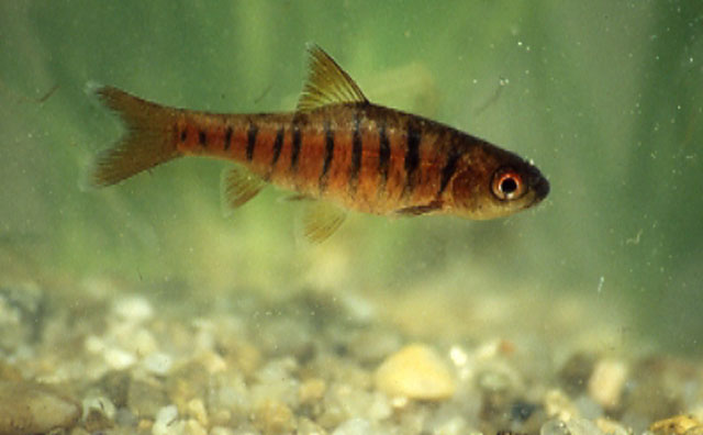 Enteromius fasciolatus