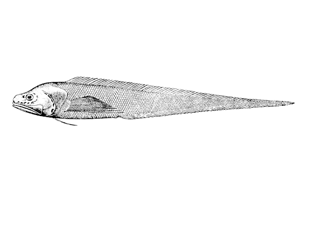 Bathyonus laticeps